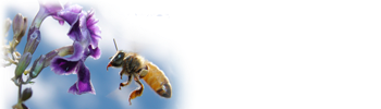Apicultura ECO al 100%
